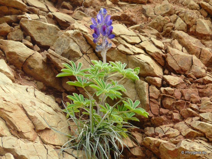 Lupinus pilosus L.