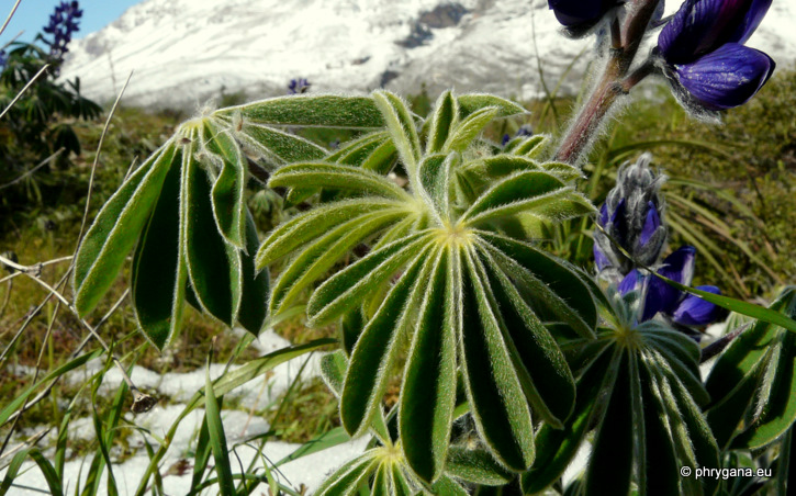 Lupinus pilosus L.