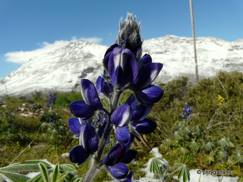 Lupinus pilosus L.