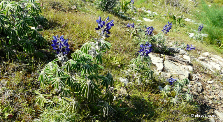 Lupinus pilosus L.