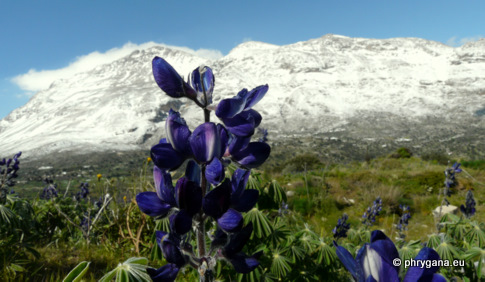 Lupinus pilosus L.