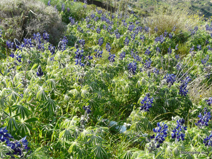 Lupinus pilosus L.