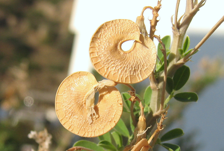 Medicago arborea L.