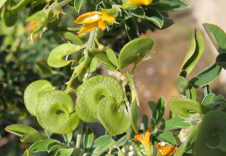 Medicago arborea L.