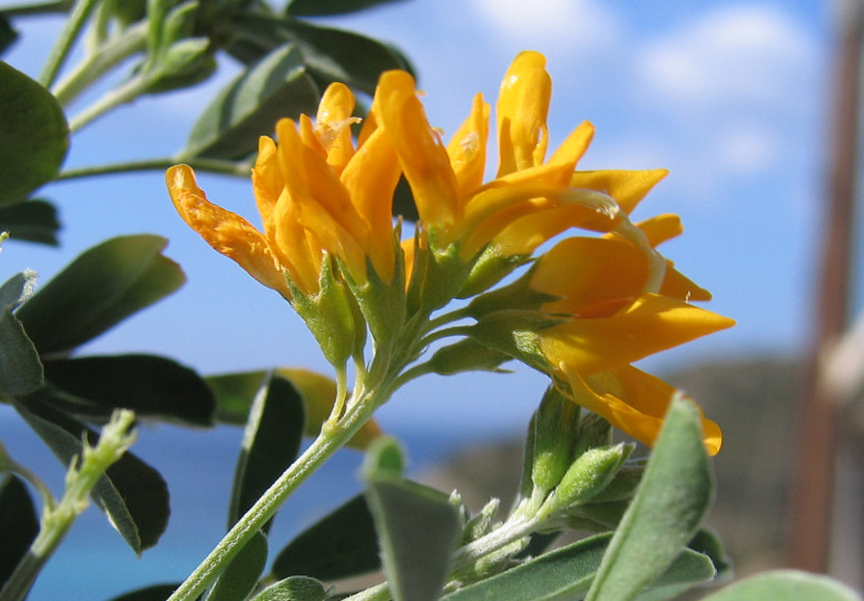 Medicago arborea L.