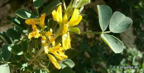 Medicago arborea L.