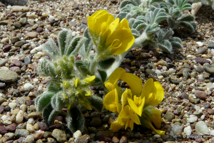 Medicago marina L.