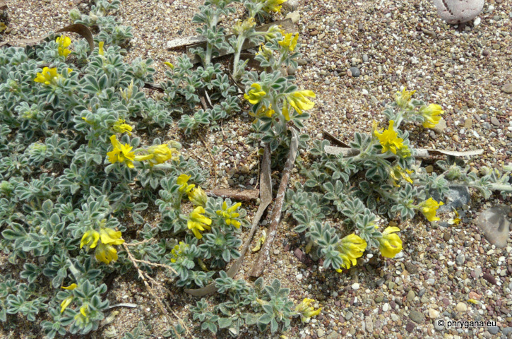 Medicago marina L.