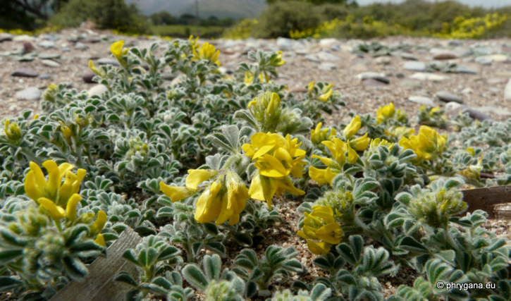 Medicago marina L.