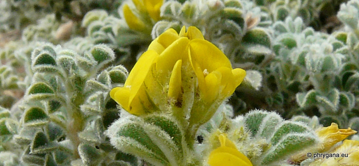 Medicago marina L.