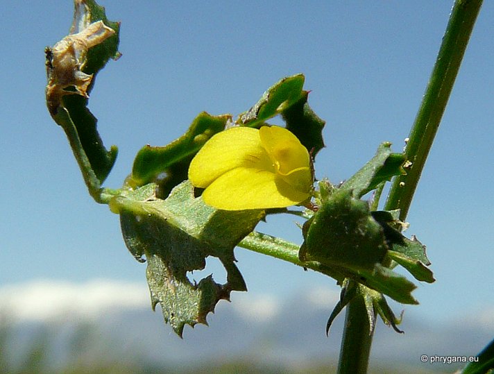 Medicago orbicularis (L.) BARTAL.