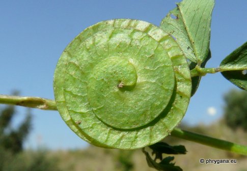 Medicago orbicularis (L.) BARTAL.