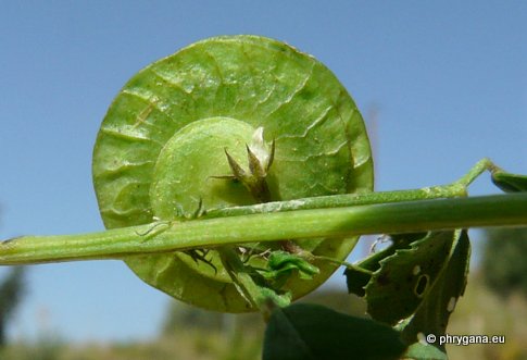 Medicago orbicularis (L.) BARTAL.