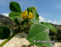 Medicago polymorpha L.