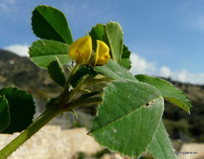 Medicago polymorpha L.