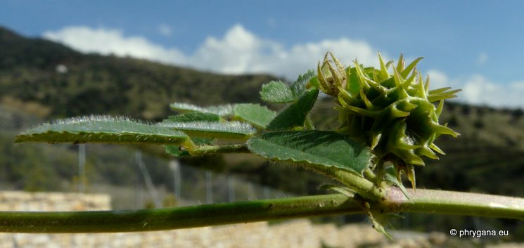 Medicago polymorpha L.