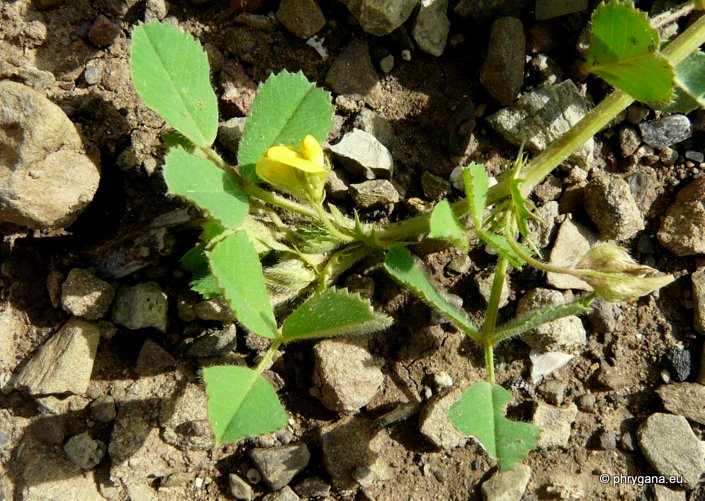 Medicago polymorpha L.