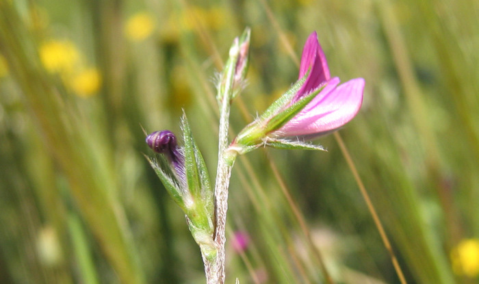 Onobrychis aequidentata (SM.) d'URV.