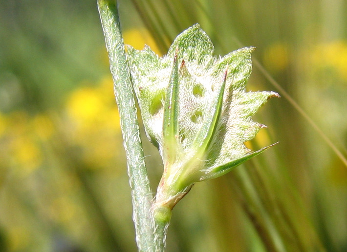 Onobrychis aequidentata (SM.) d'URV.