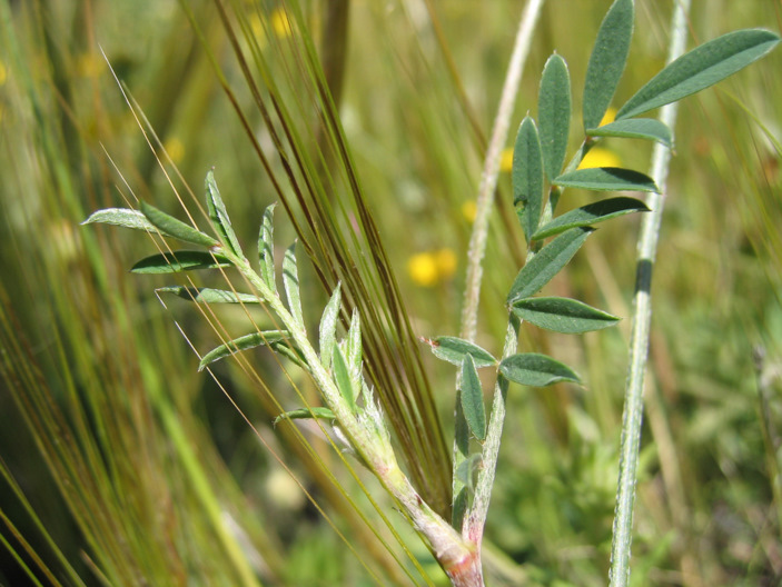 Onobrychis aequidentata (SM.) d'URV.