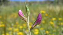 Onobrychis aequidentata (SM.) d'URV.