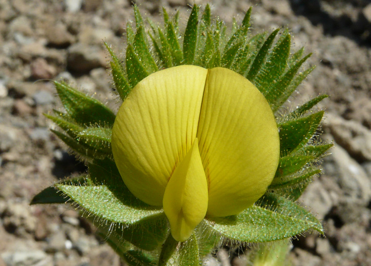 Ononis pubescens L.