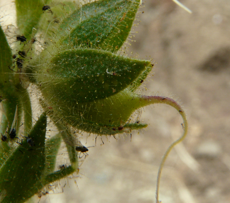 Ononis pubescens L.