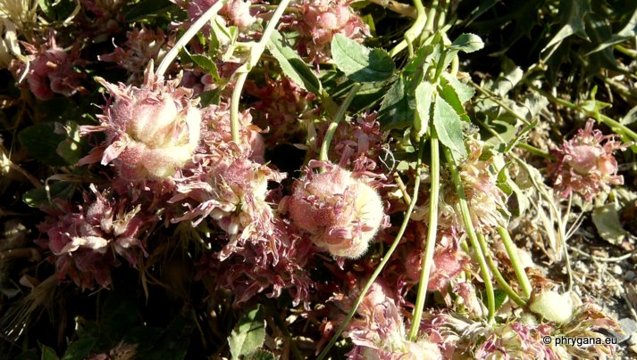 Trifolium fragiferum L. subsp. fragiferum