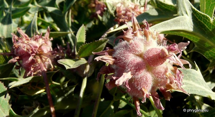 Trifolium fragiferum L. subsp. fragiferum