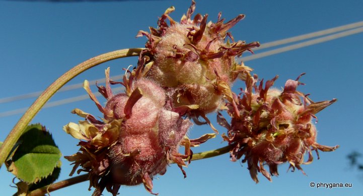 Trifolium fragiferum L. subsp. fragiferum
