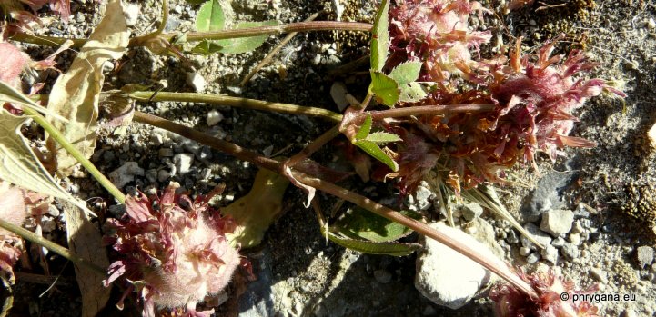 Trifolium fragiferum L. subsp. fragiferum