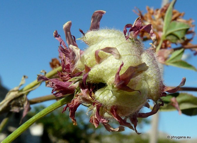 Trifolium fragiferum L. subsp. fragiferum