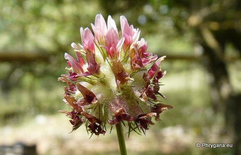 Trifolium fragiferum L. subsp. fragiferum