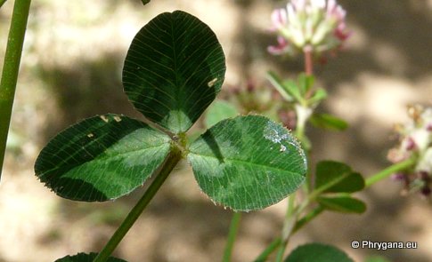 Trifolium fragiferum L. subsp. fragiferum