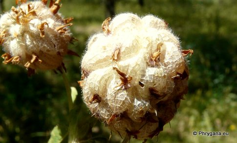 Trifolium fragiferum L. subsp. fragiferum