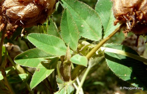 Trifolium fragiferum L. subsp. fragiferum