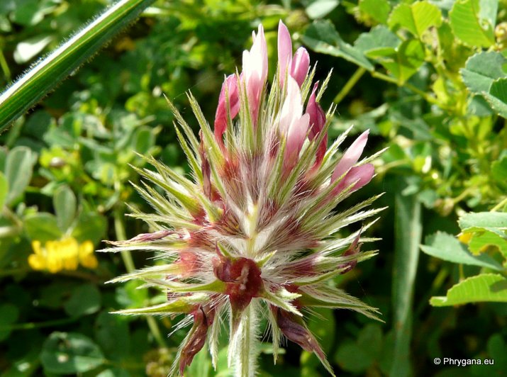 Trifolium stellatum L.