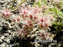 Trifolium stellatum L.