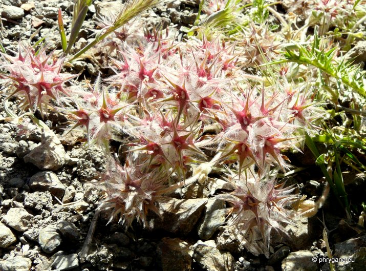 Trifolium stellatum L.