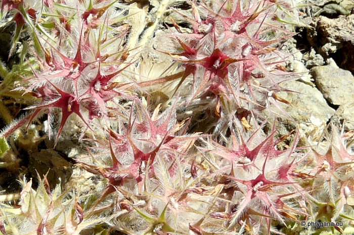 Trifolium stellatum L.