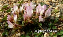 Trifolium uniflorum L.