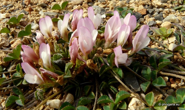 Trifolium uniflorum L.