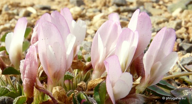 Trifolium uniflorum L.