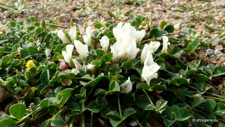 Trifolium uniflorum L.