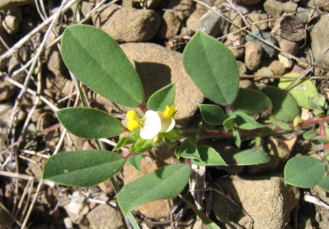 Tripodion tetraphyllum (L.) FOURR.