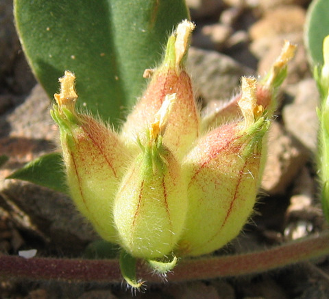 Tripodion tetraphyllum (L.) FOURR.