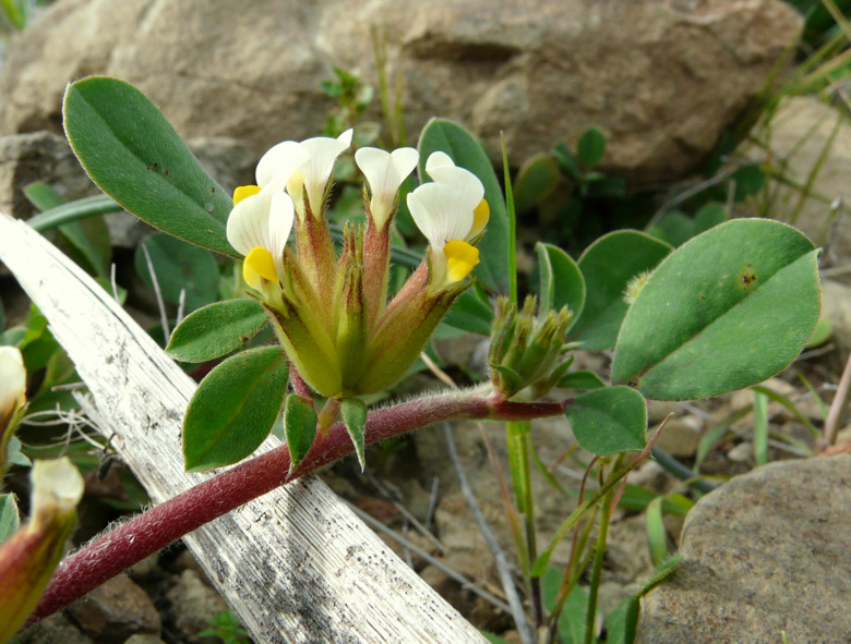 Tripodion tetraphyllum (L.) FOURR.