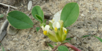 Fabaceae Tripodium tetraphyllum (L.) FOURR.