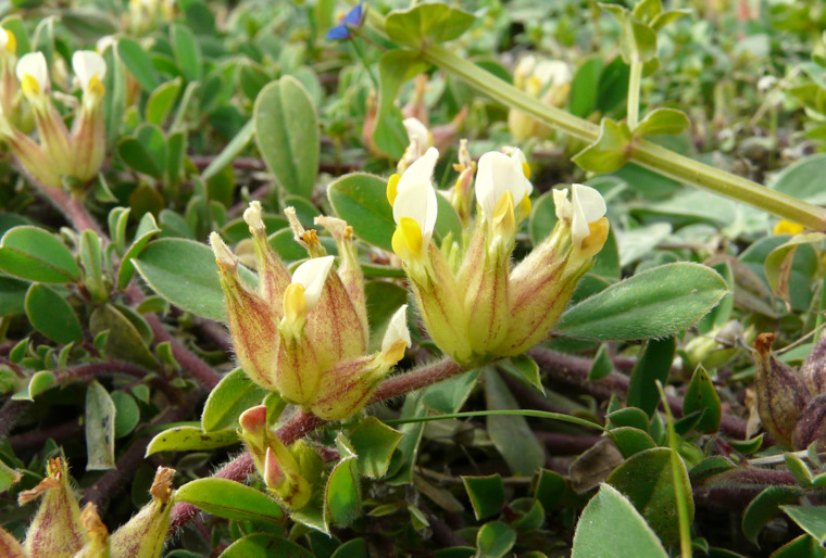 Tripodion tetraphyllum (L.) FOURR.