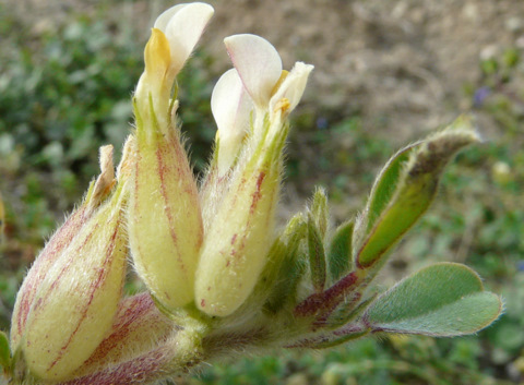 Tripodion tetraphyllum (L.) FOURR.